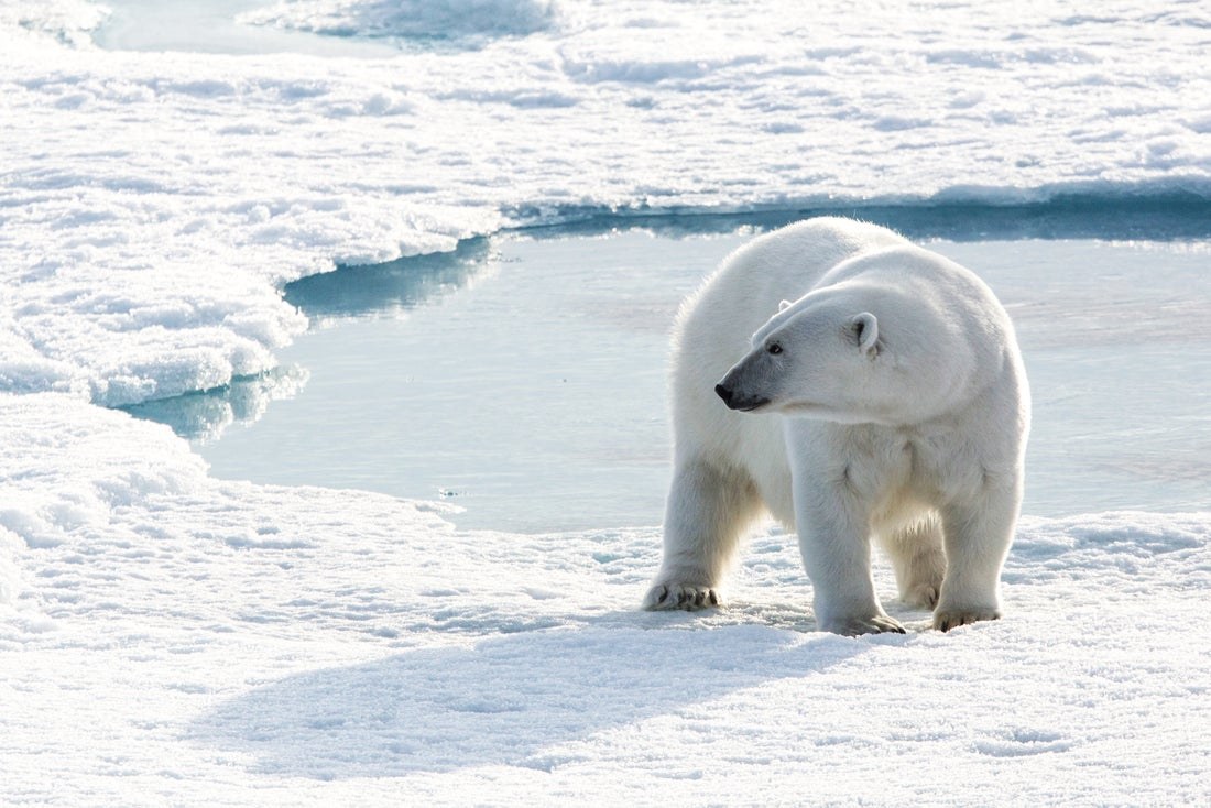 A polar bear walking across Arctic sea ice.