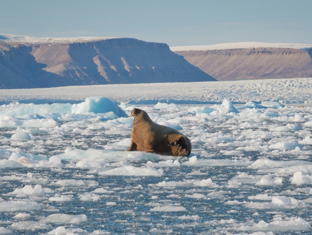 A walrus hauled out on sea ice in Croker Bay, Canadian Arctic.